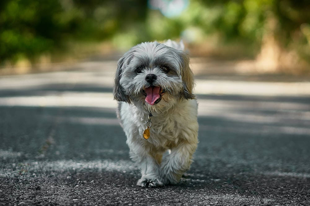 Shih Tzu Puppy Dog In Road Wallpaper