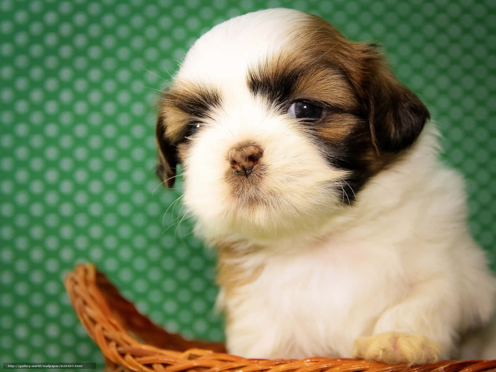 Shih Tzu Puppy On Wooden Surface Wallpaper