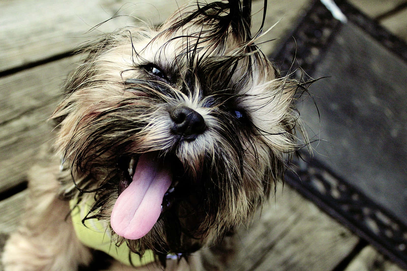 Shih Tzu Tongue Out Wallpaper