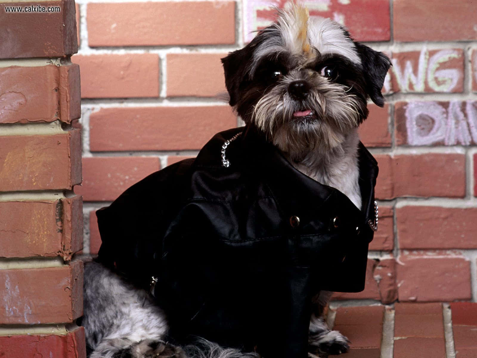 Shih Tzu Wearing Black Coat Wallpaper