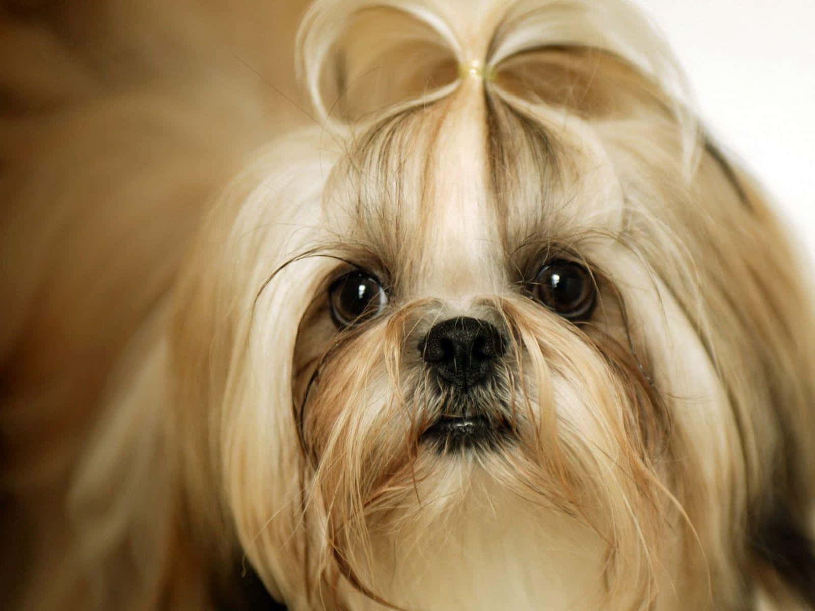 Shih Tzu White Hair Tied Wallpaper