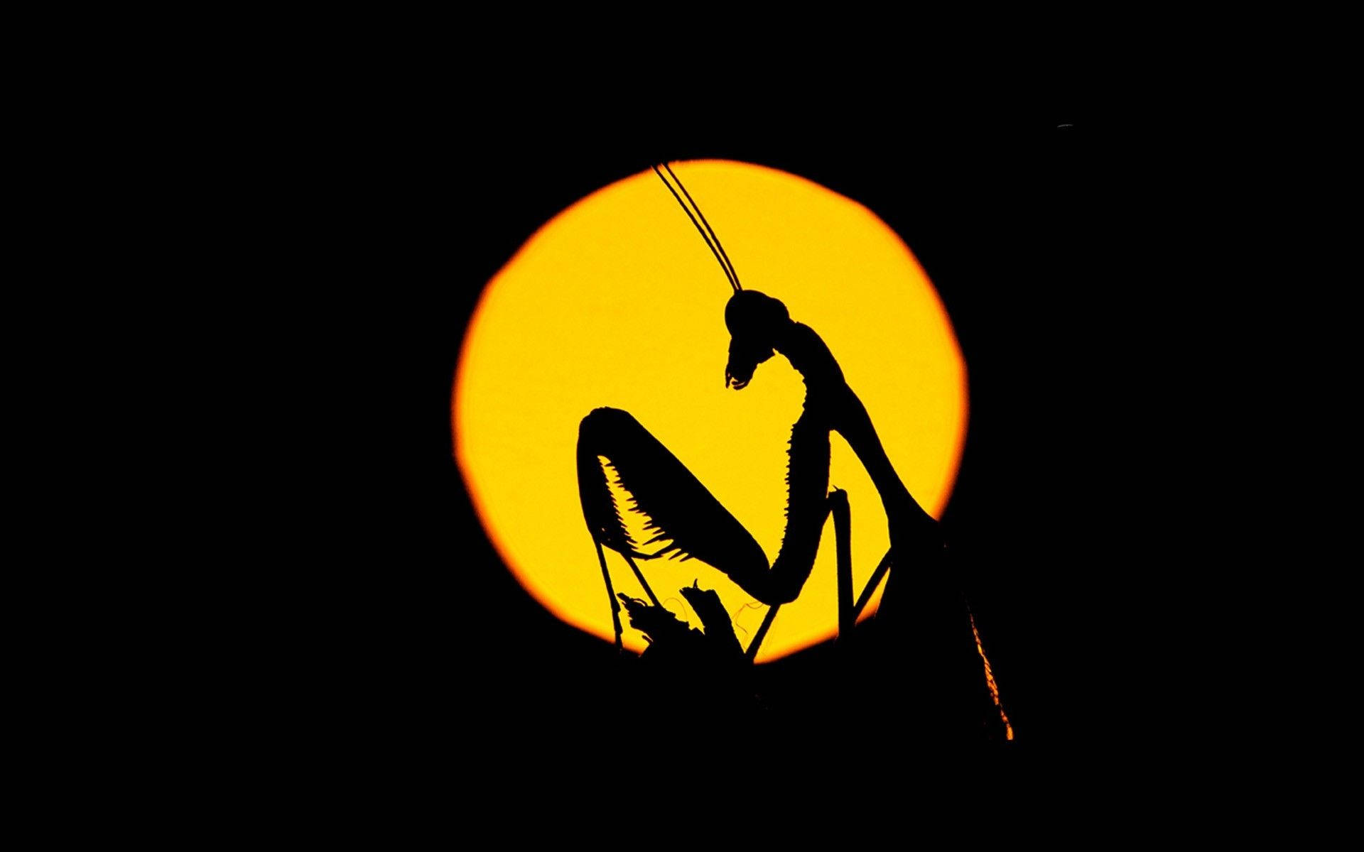 Silhouette Praying Mantis Wallpaper