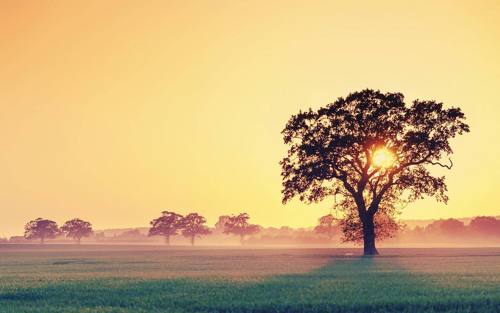 Silhouetted Tree Against A Yellow Sky Wallpaper