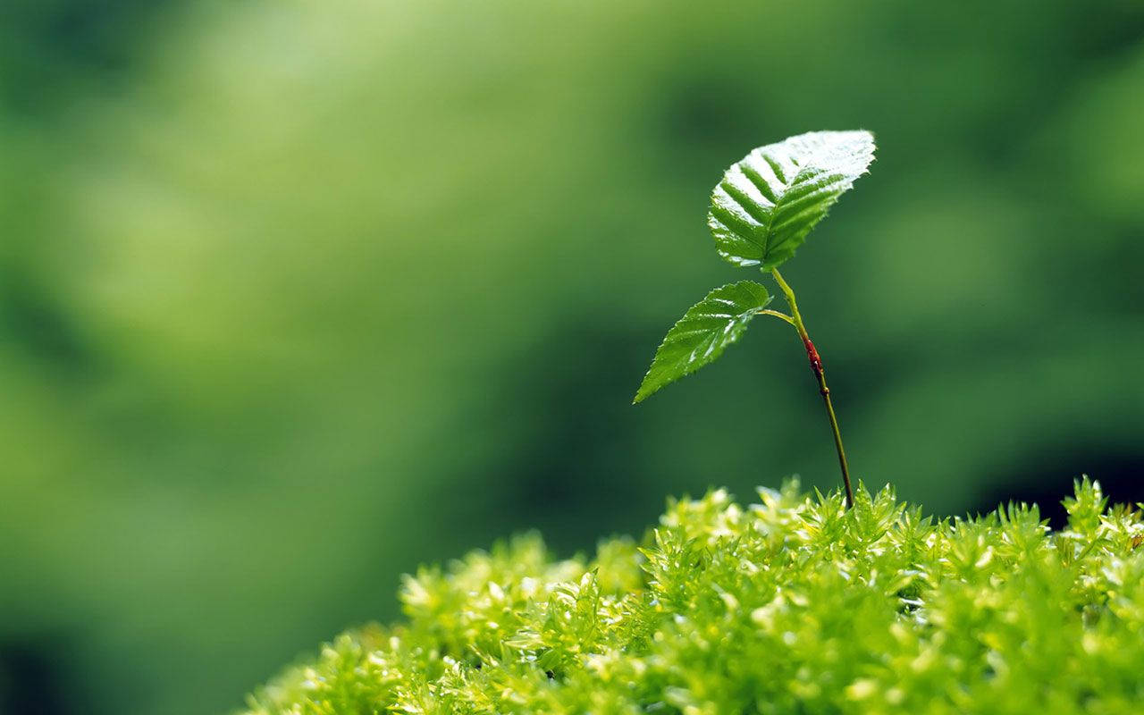 Simple Green Plant Wallpaper