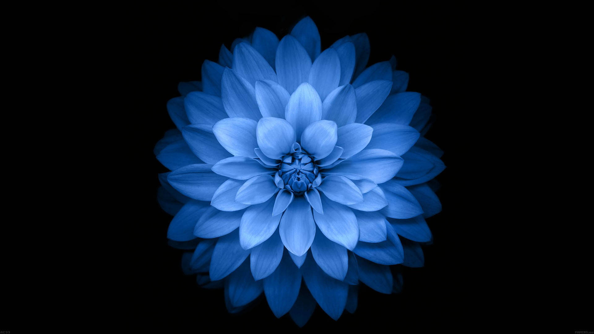 Single Blue Dahlia Dark Hd Flowers Wallpaper