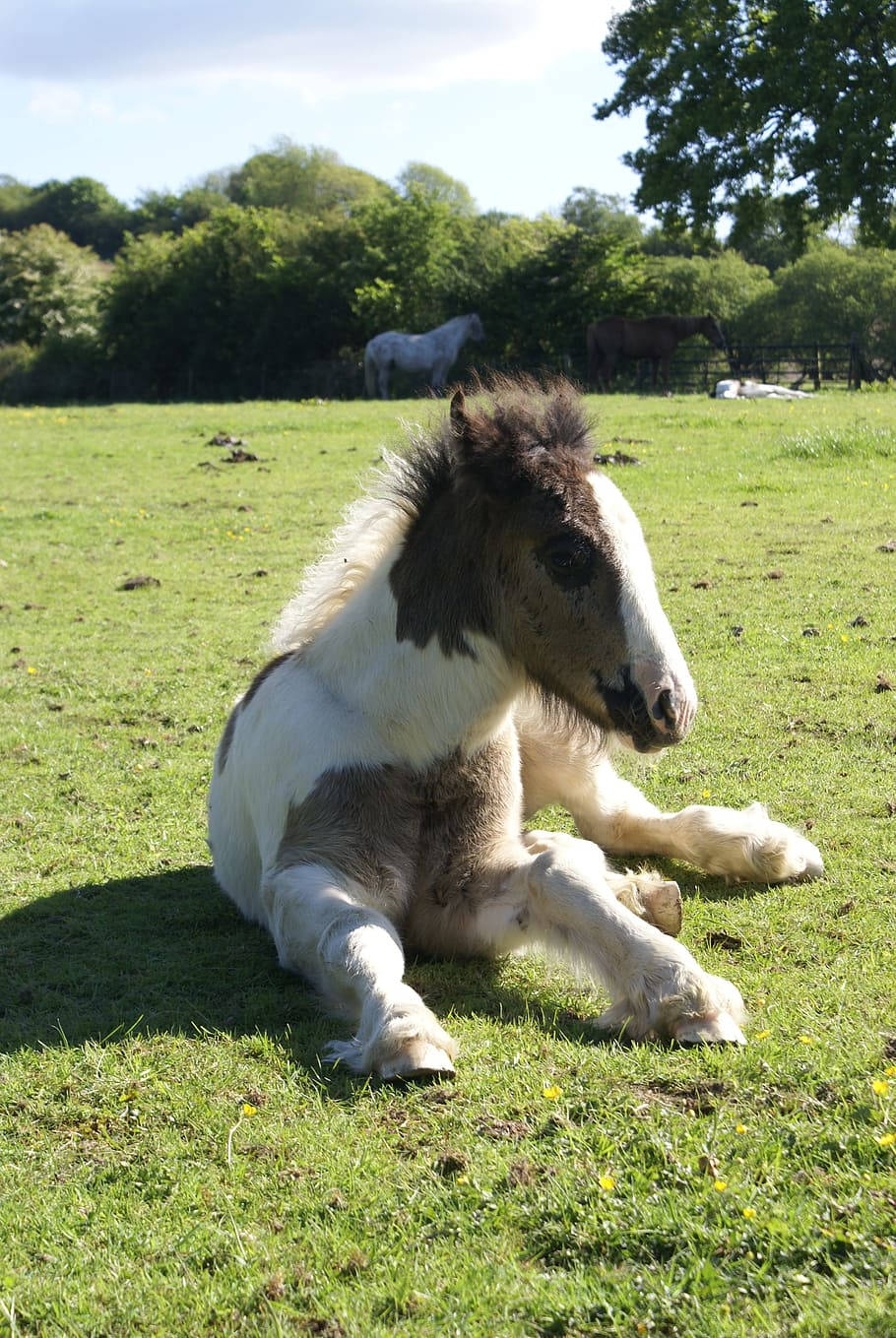 Sitting Galineers Cob Horse Breed Foal Wallpaper