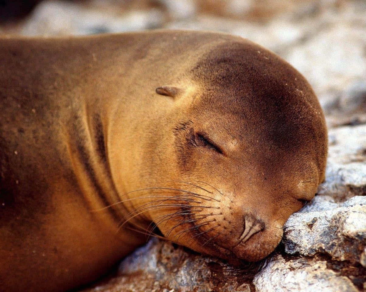 Sleeping Sealon Rocks.jpg Wallpaper