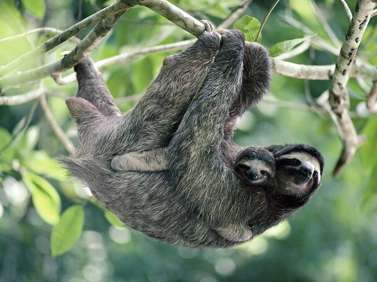 Sloth Family Hanging On Tree Wallpaper