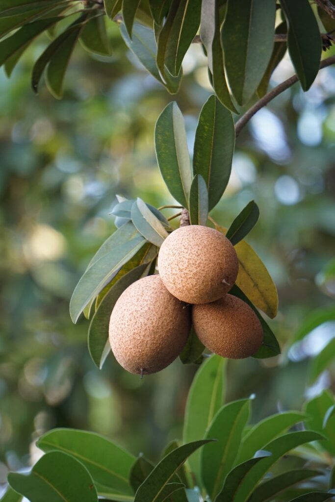 Small Bunch Of Delectable Sapodilla Fruits Wallpaper