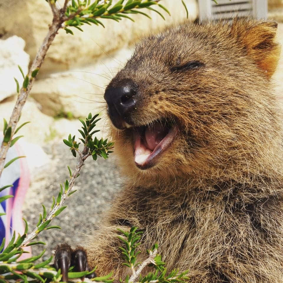 Smiling Quokka Happiness.jpg Wallpaper