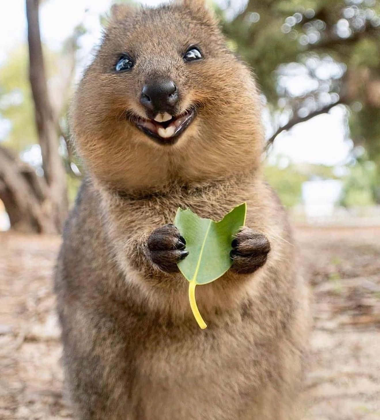 Smiling Quokka Holding Leaf Wallpaper