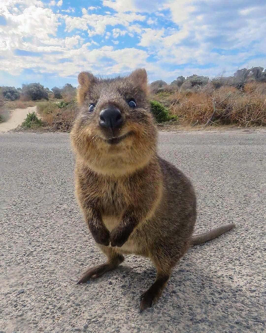 Smiling Quokka On Road.jpg Wallpaper