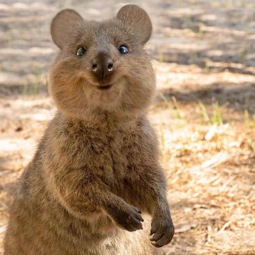 Smiling Quokka Standing Wallpaper