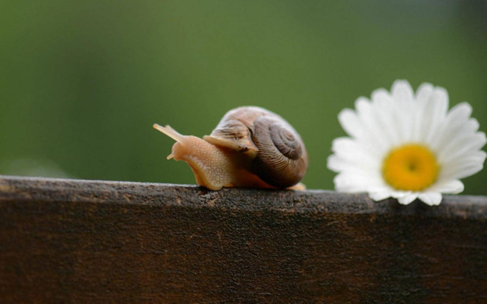 Snail White Flower Wallpaper