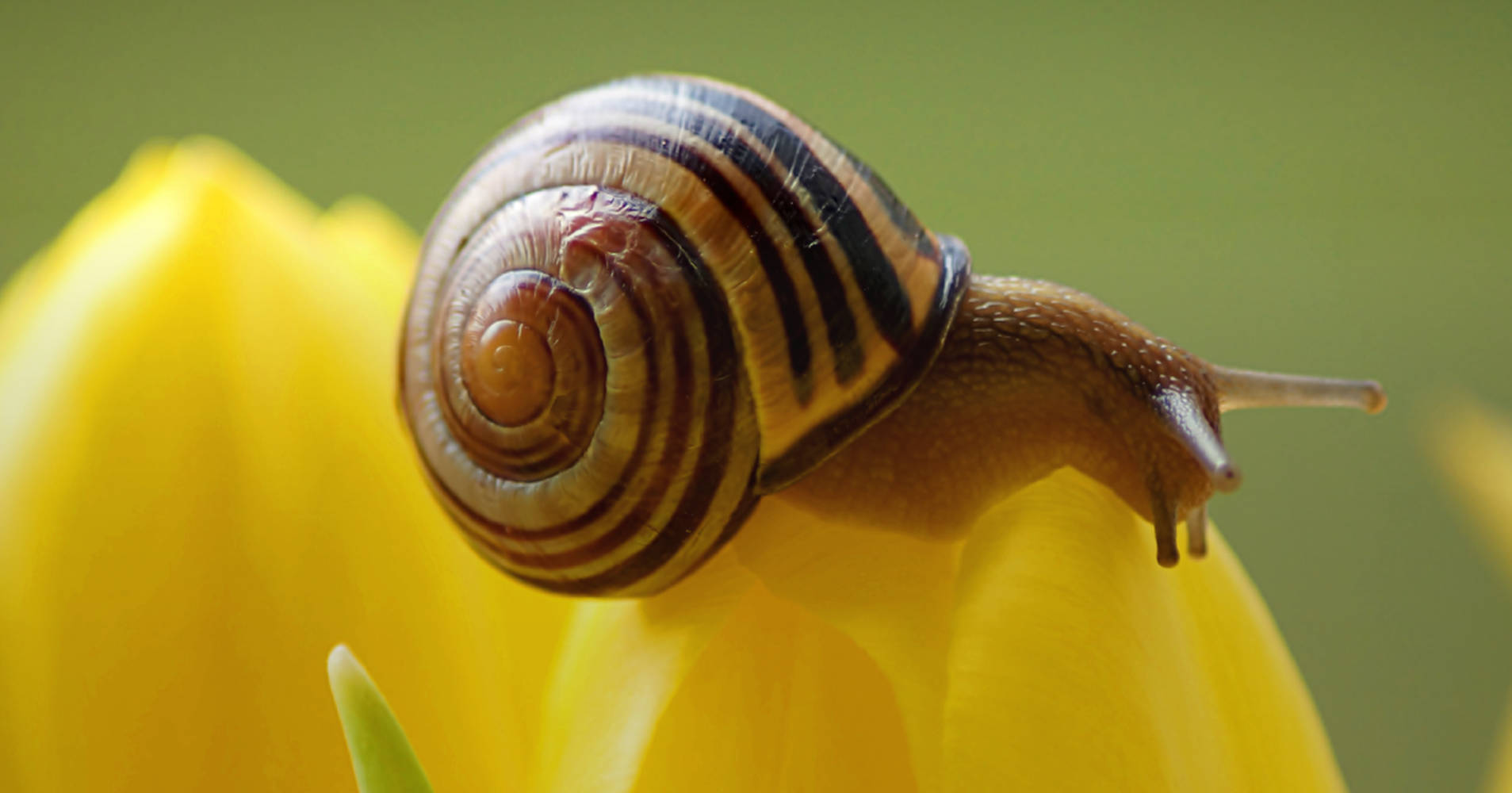 Snails Yellow Flower Wallpaper