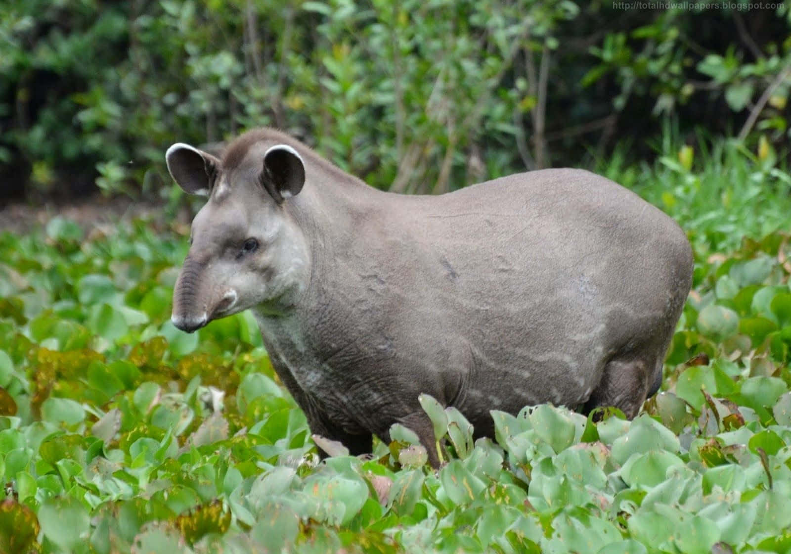 South American Tapirin Habitat.jpg Wallpaper