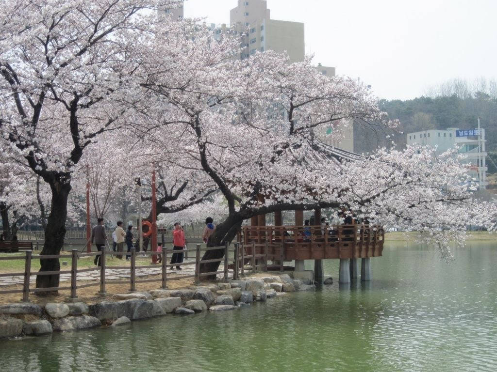 South Korea Cherry Blossom Hd Wallpaper