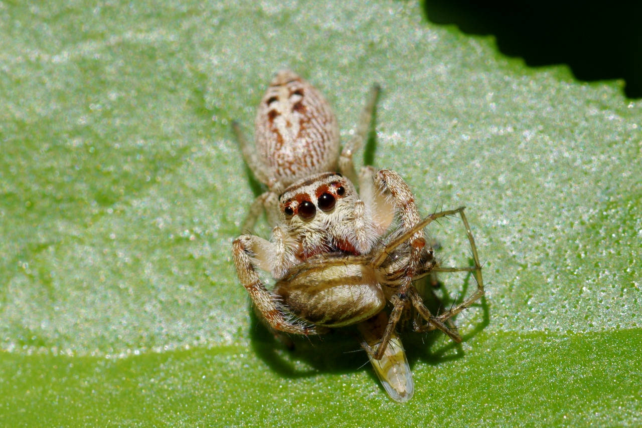 Spider Eating A Spider Wallpaper