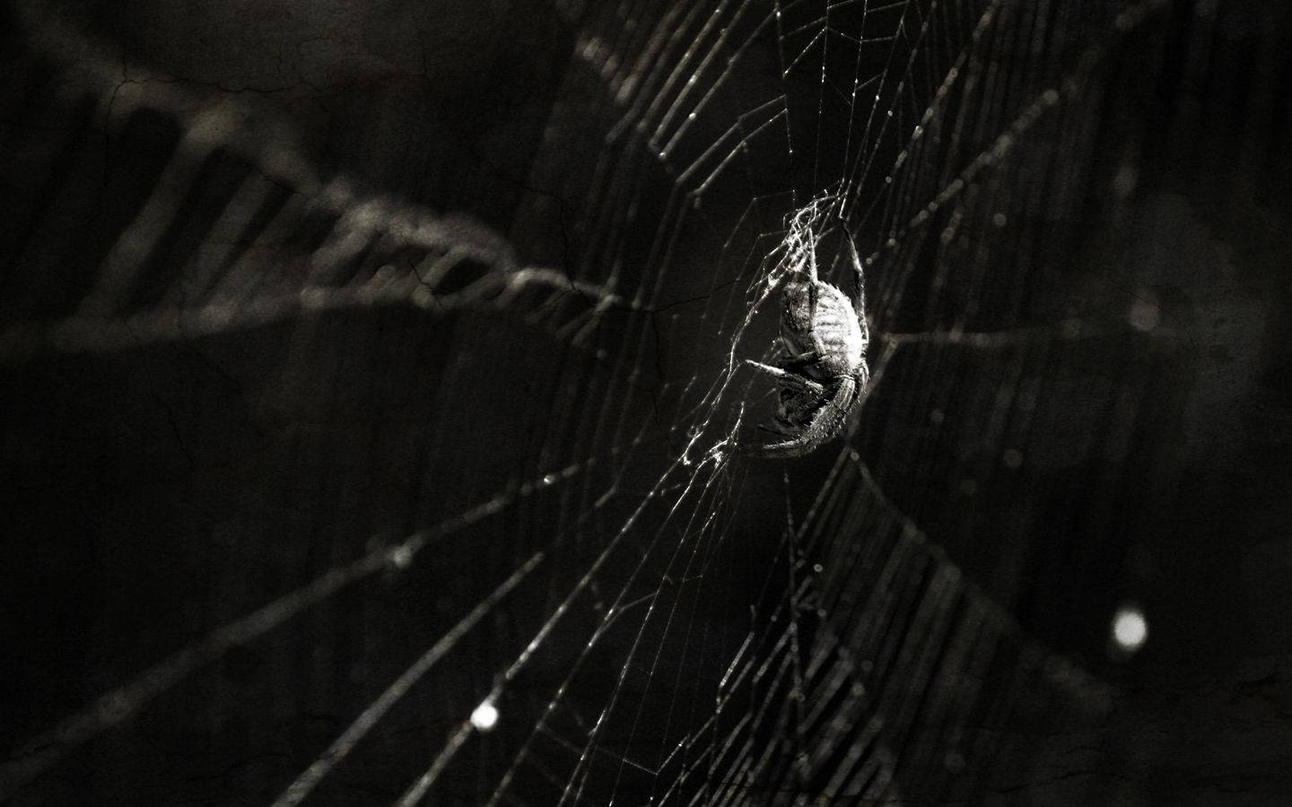 Spider Hanging On A Web Wallpaper