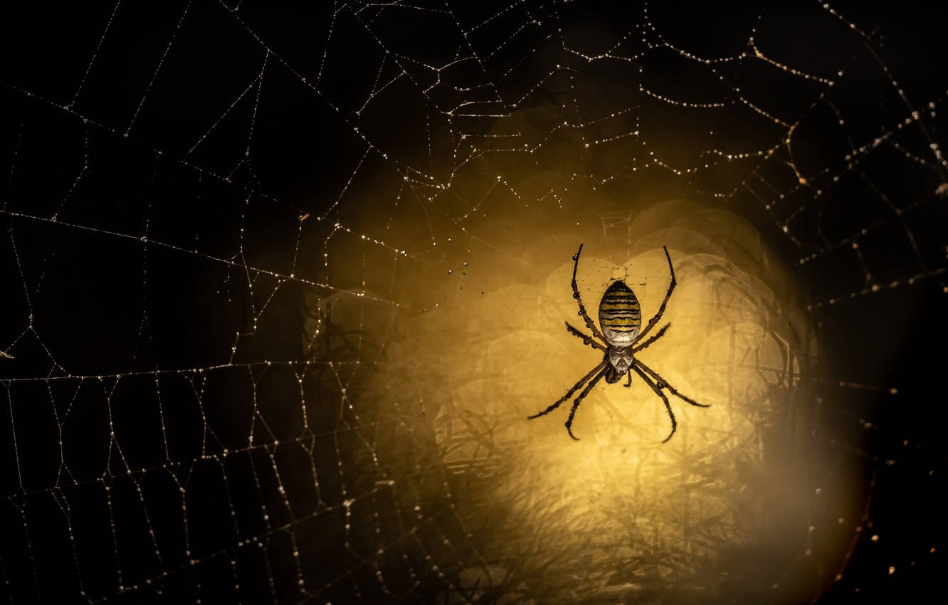 Spider On Glowing Yellow Web Wallpaper
