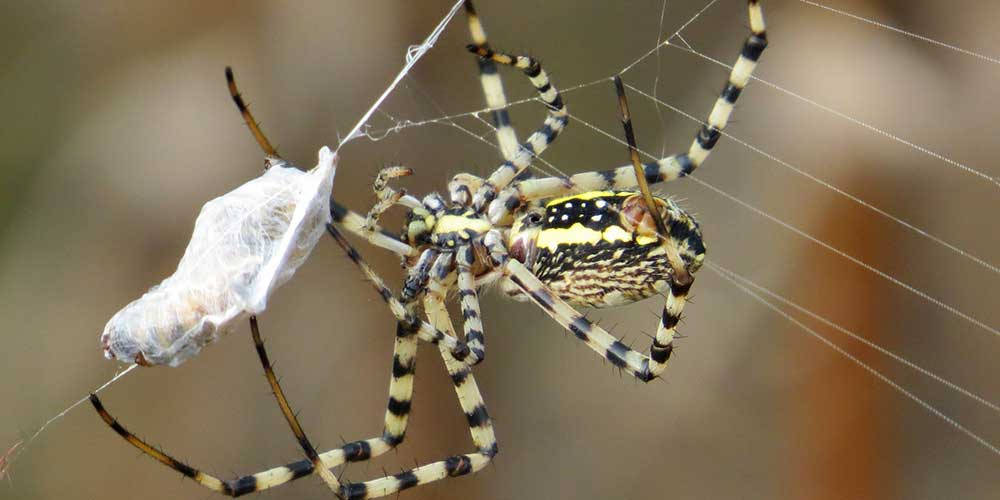 Spider Spinning Its Web Wallpaper