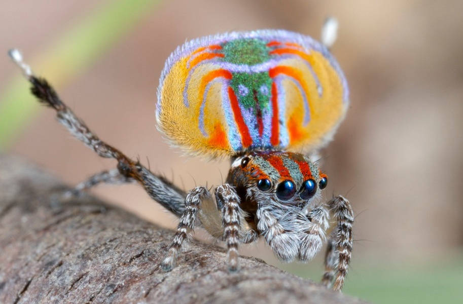 Spider With Colorful Body Wallpaper