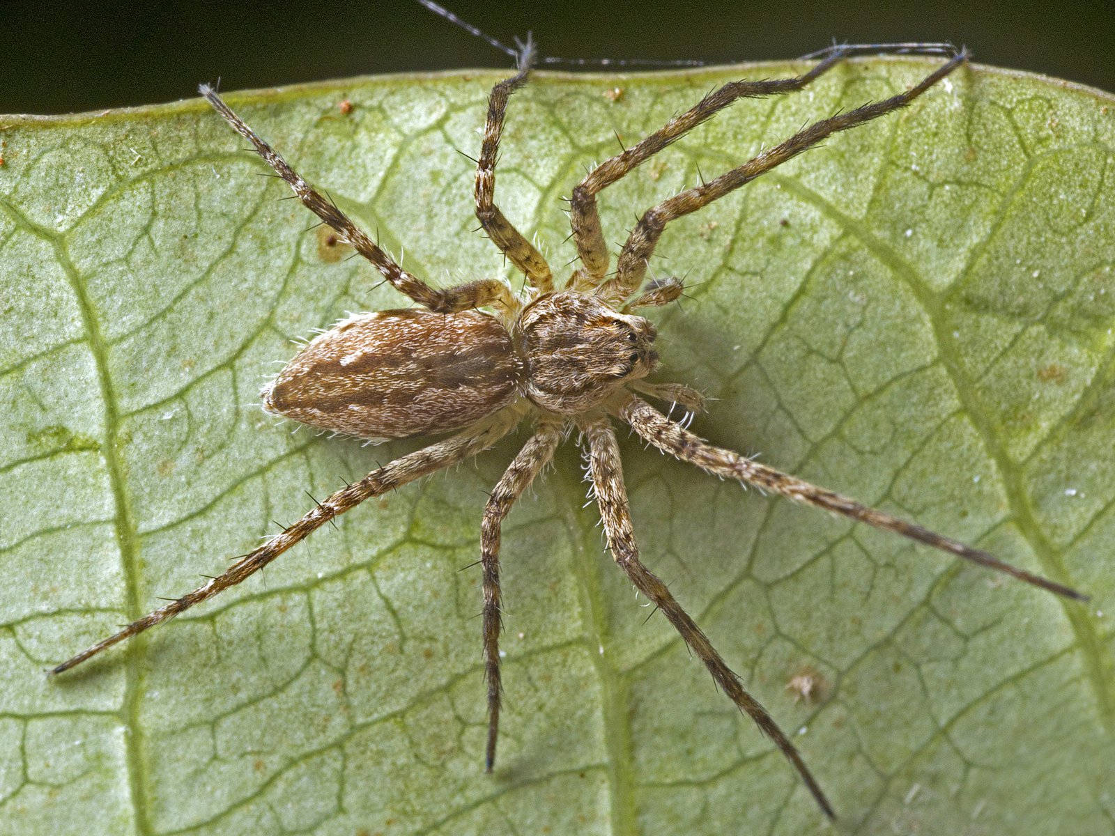 Spider With Light Brown Body Wallpaper