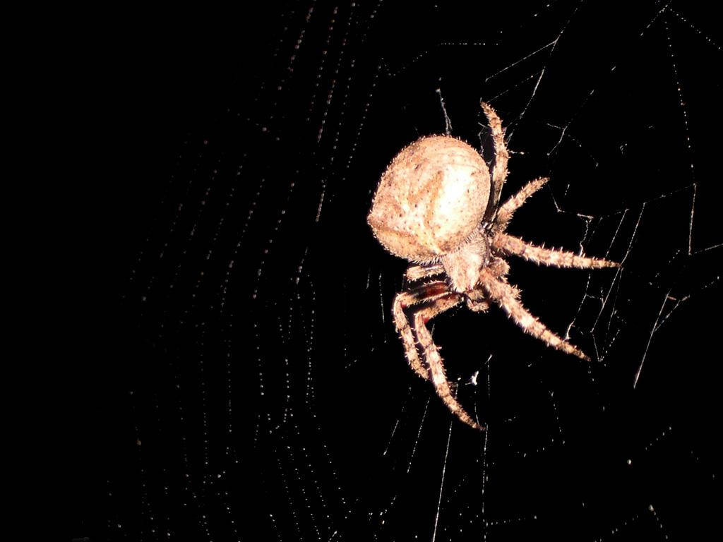 Spider With Light Cream Body Wallpaper