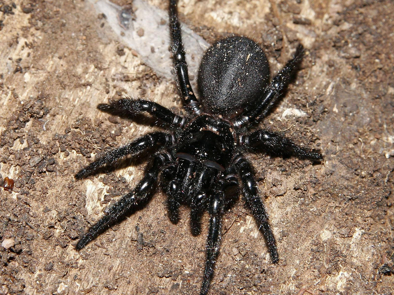 Spider With Pitch Black Body Wallpaper