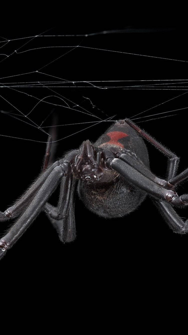 Spider With Red Hourglass Marking Wallpaper