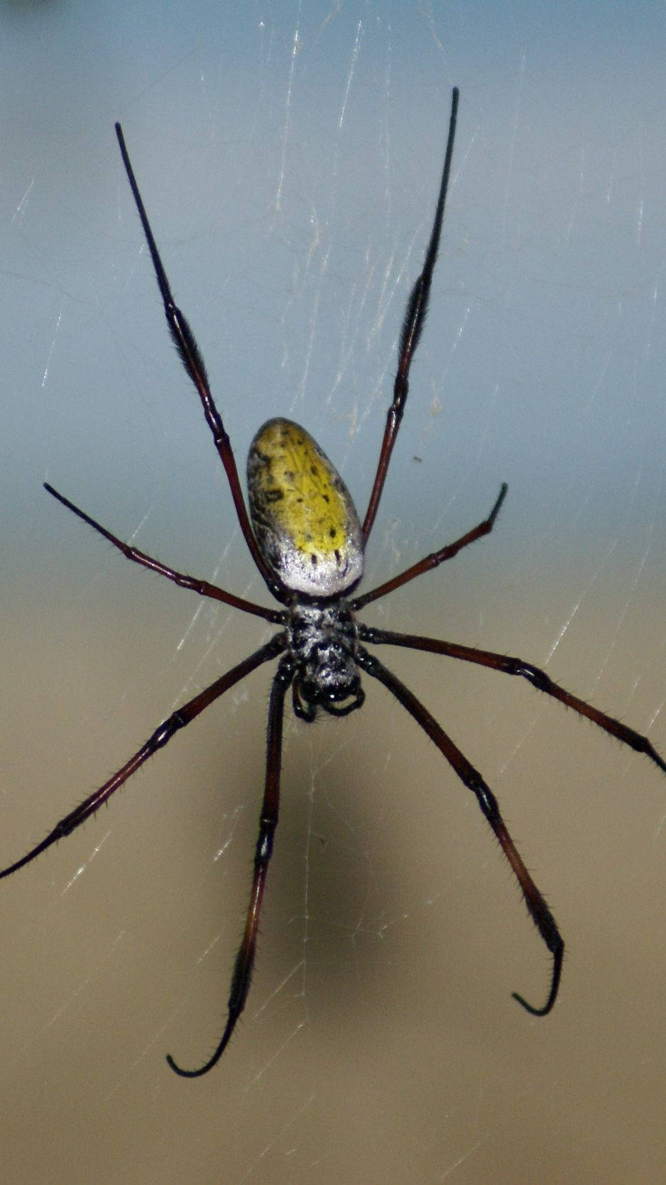 Spider With Yellow Elongated Body Wallpaper