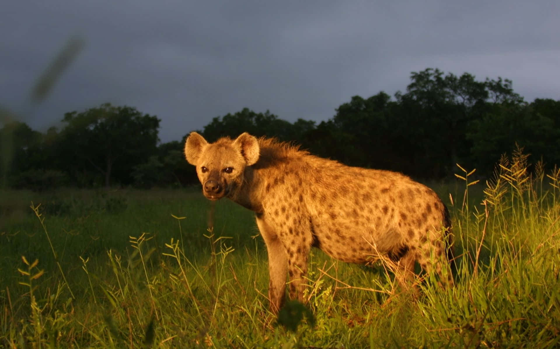 Spotted Hyena Dusk Safari Wallpaper