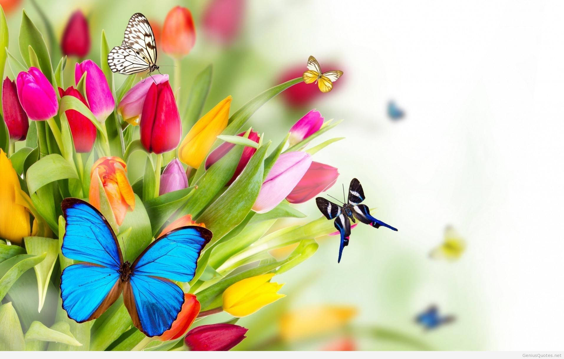 Spring Butterflies Wallpaper