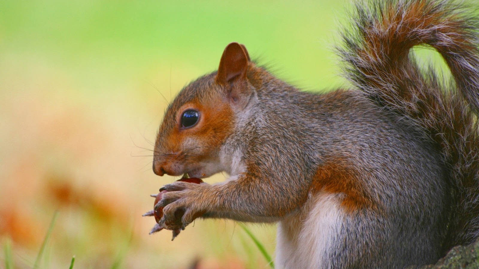 Squirrel In Side View Wallpaper