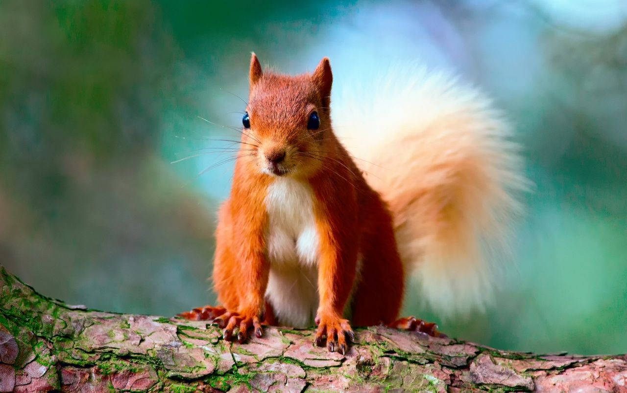 Squirrel On Top Of Branch Wallpaper