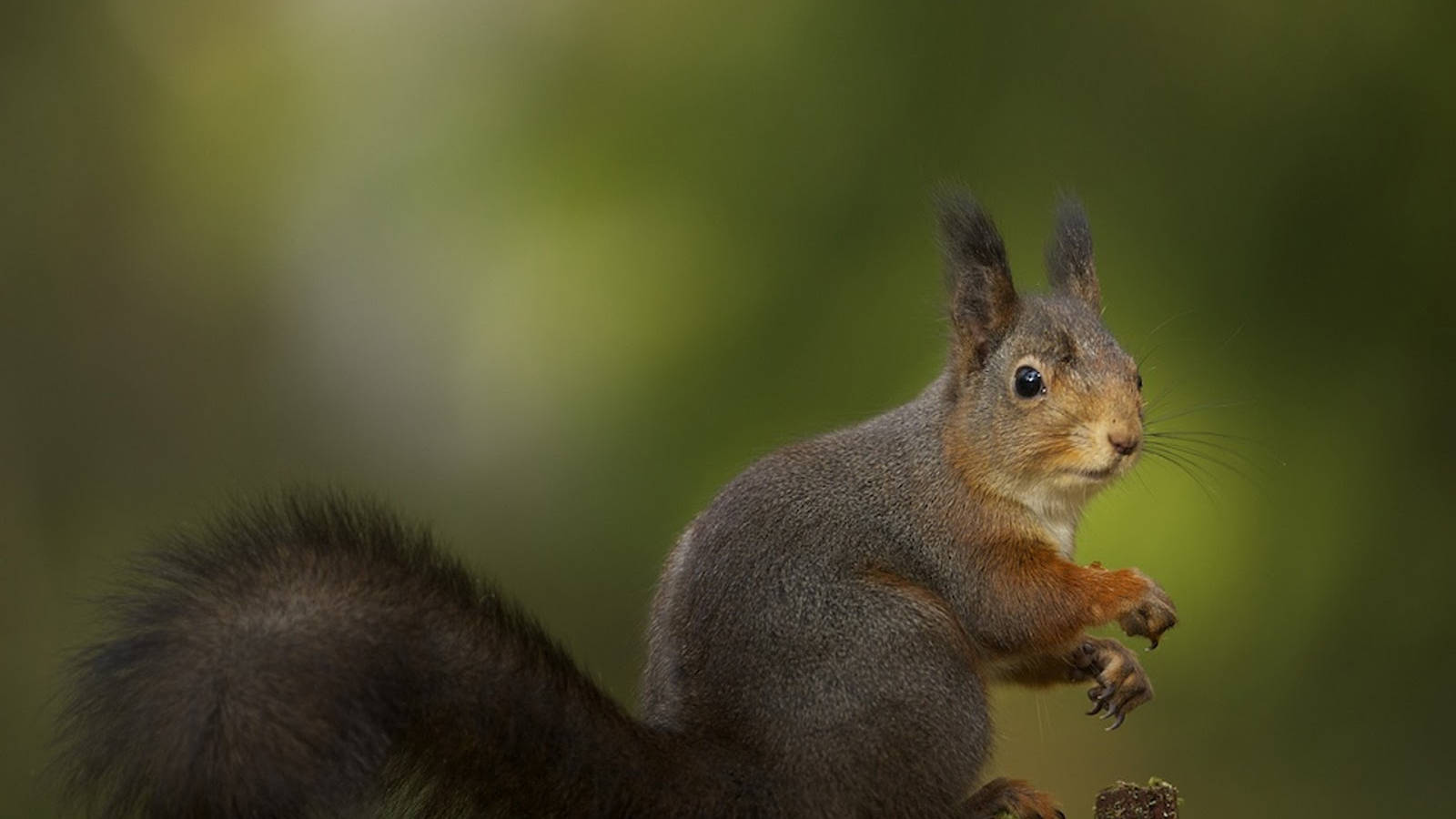 Standing Black Squirrel Wallpaper