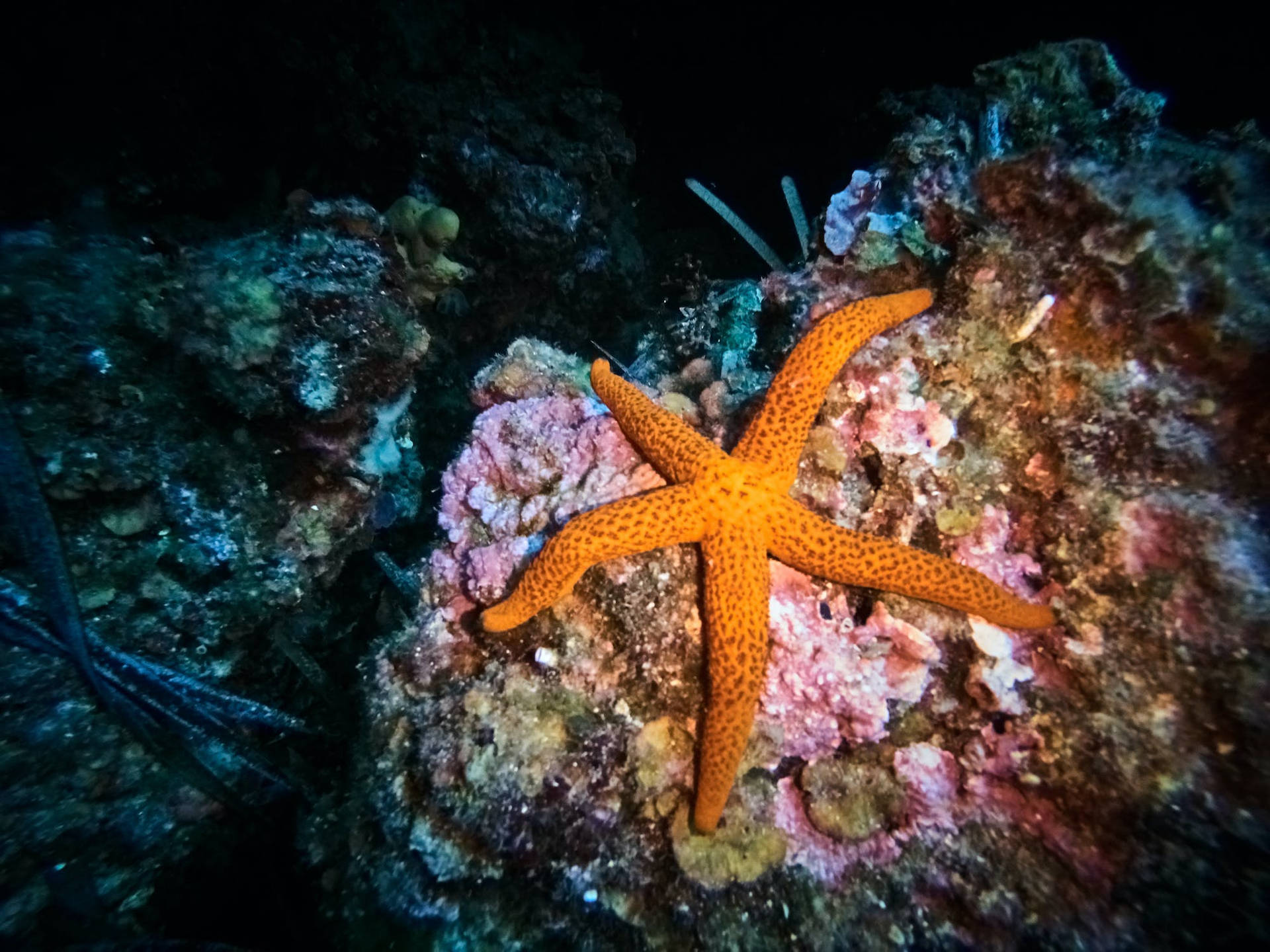 Starfish Coral Wallpaper