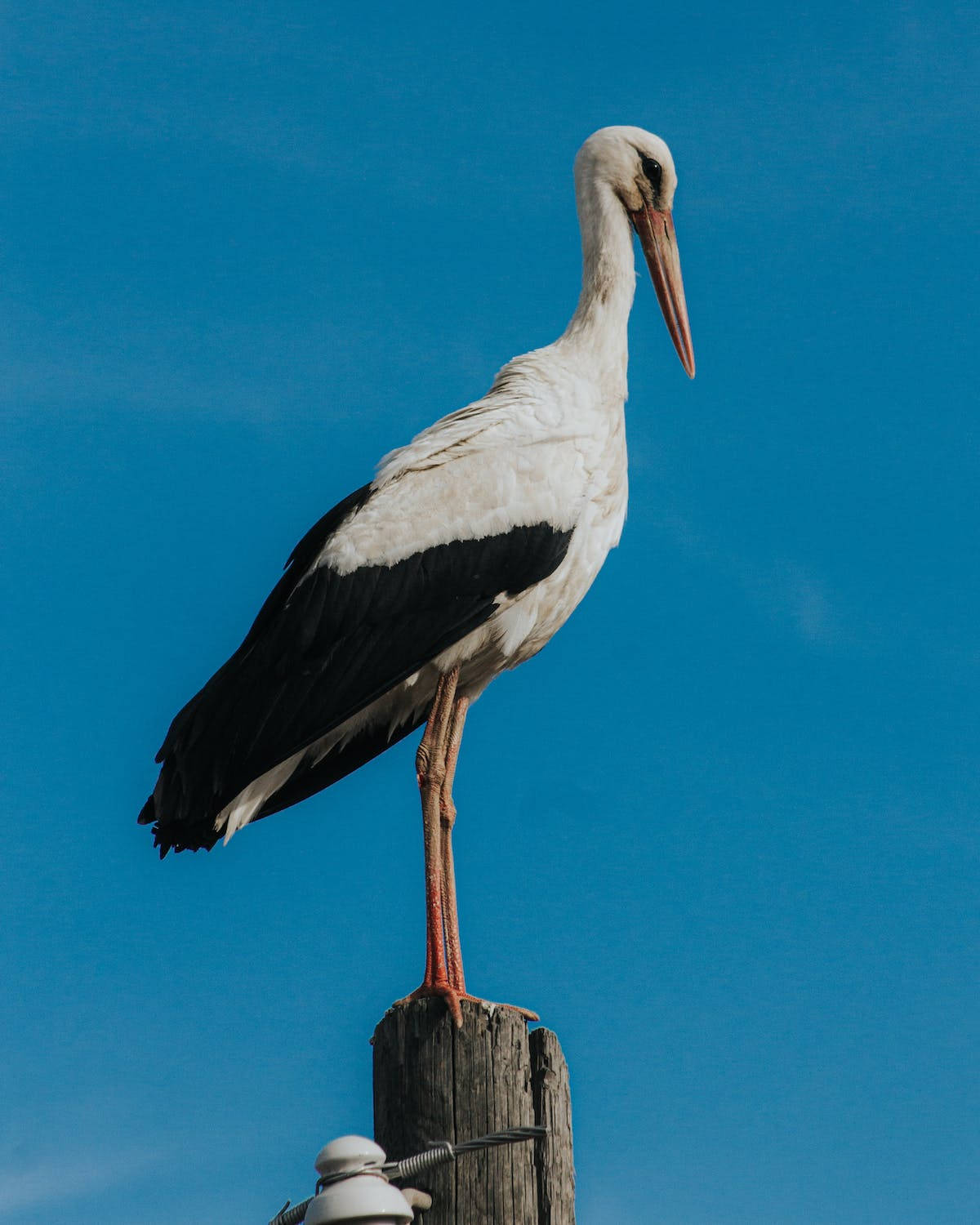 Stork Iphone 11 Pro 4k Wallpaper