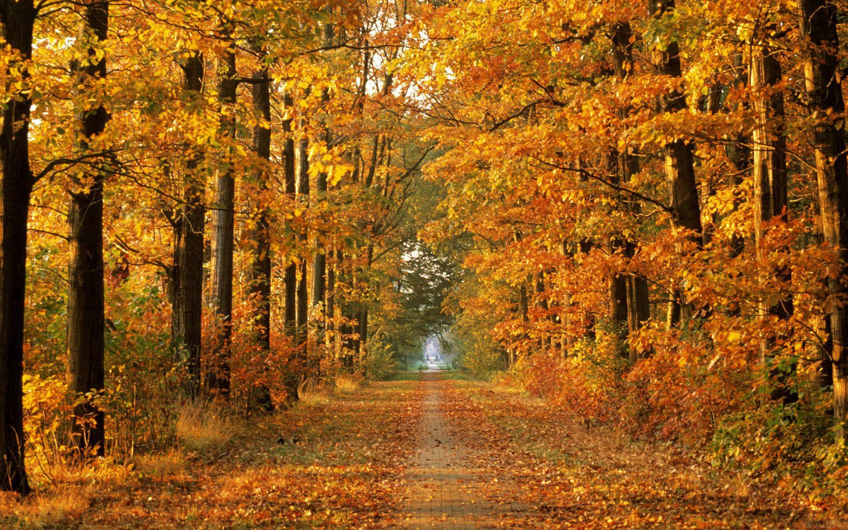 Stretching Out Between The Trees, The Fall Foliage Gleams With Golden Hues Wallpaper