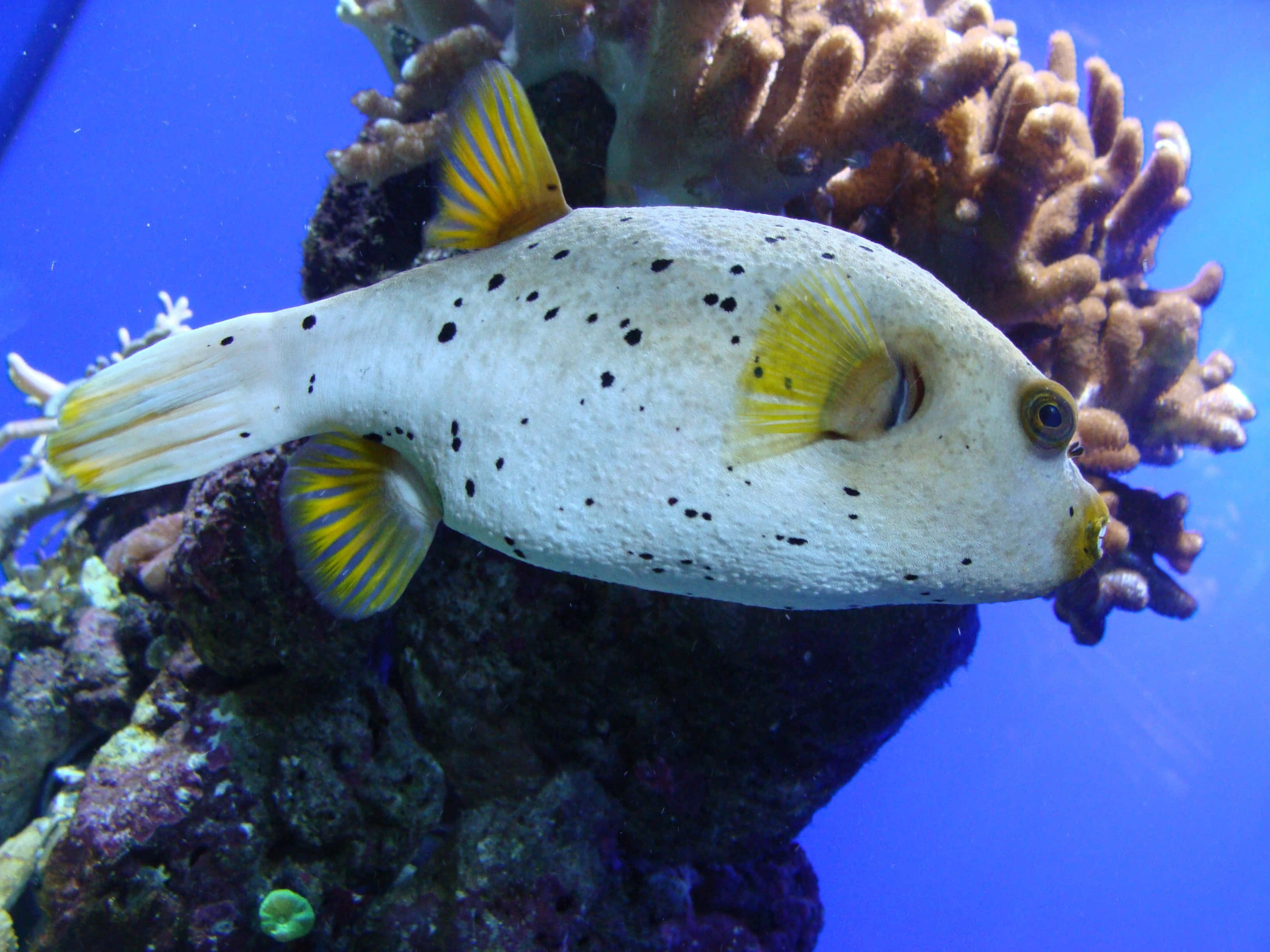 Stunning Close-up Of A Vibrant Pufferfish Wallpaper