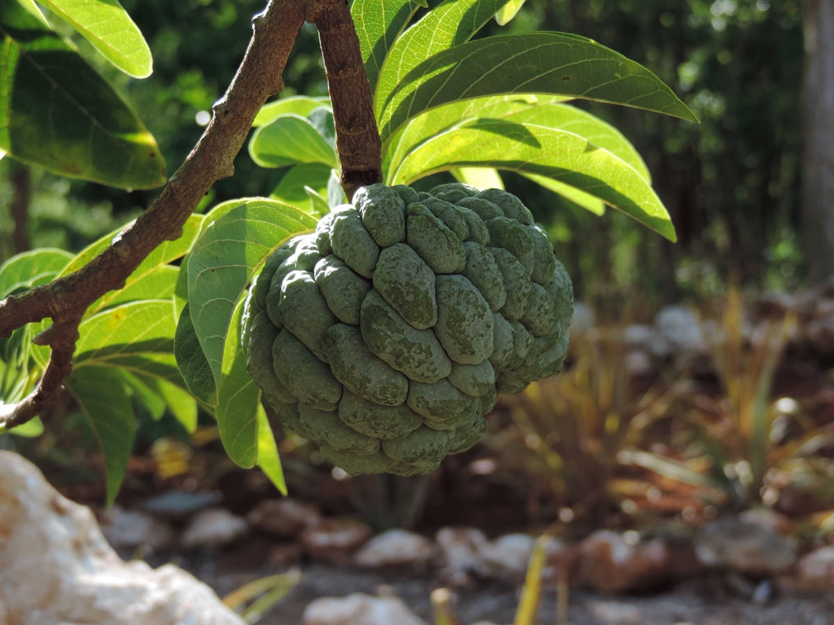 Sugar Apple Fruit Flavorful Wallpaper