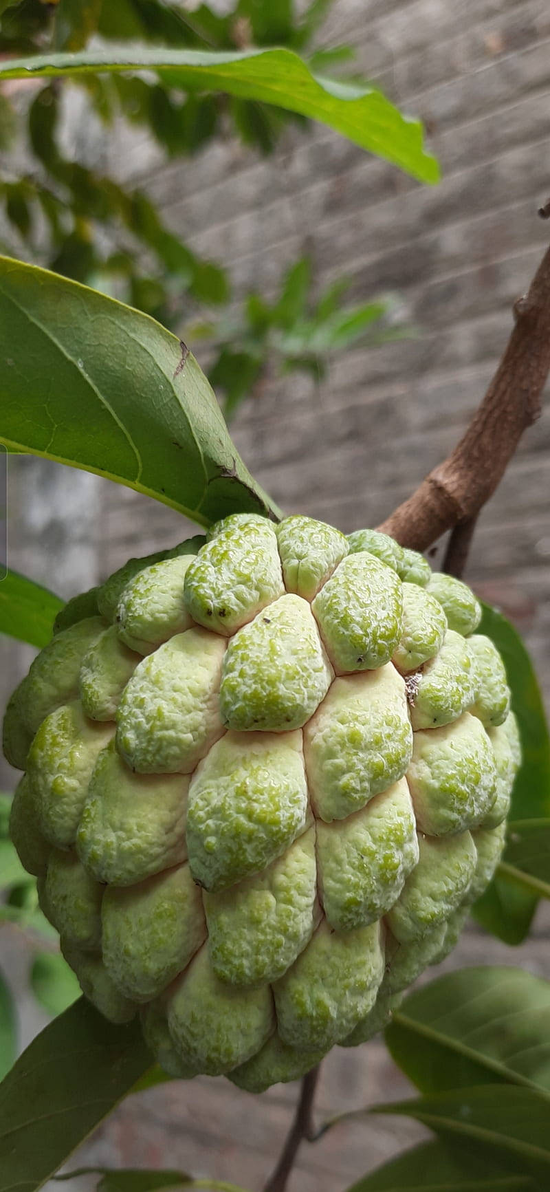 Sugar Apple Zoom In Wallpaper