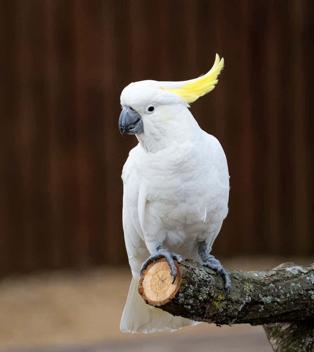 Sulphur Crested Cockatoo Perched Wallpaper