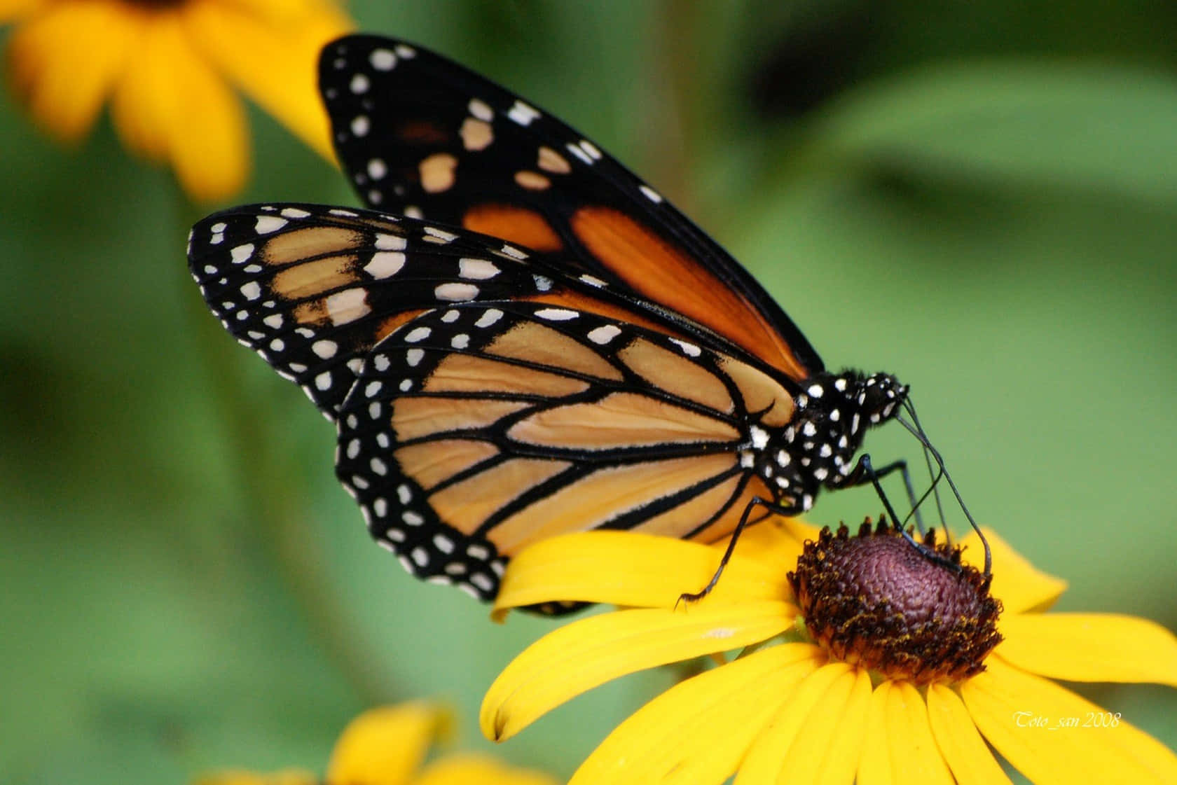 Sun Flowers And Butterflies Wallpaper