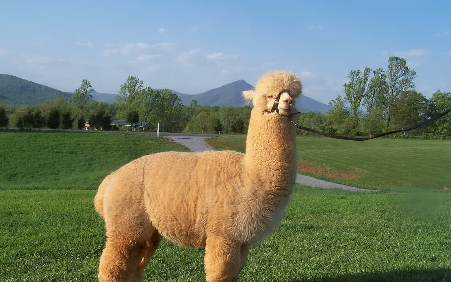 Sunny Llama Pasture Mountain View.jpg Wallpaper