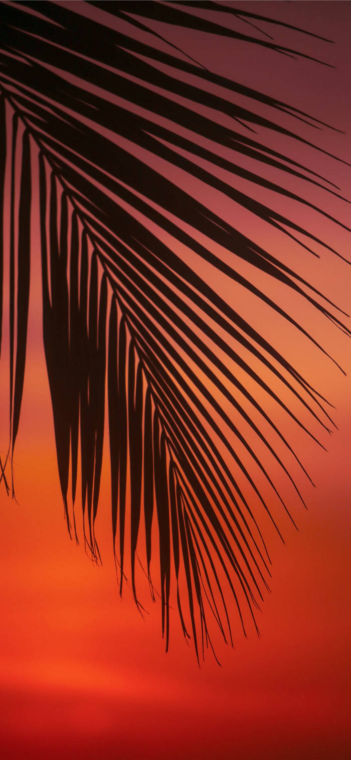 Sunset Tree Leaves Wallpaper