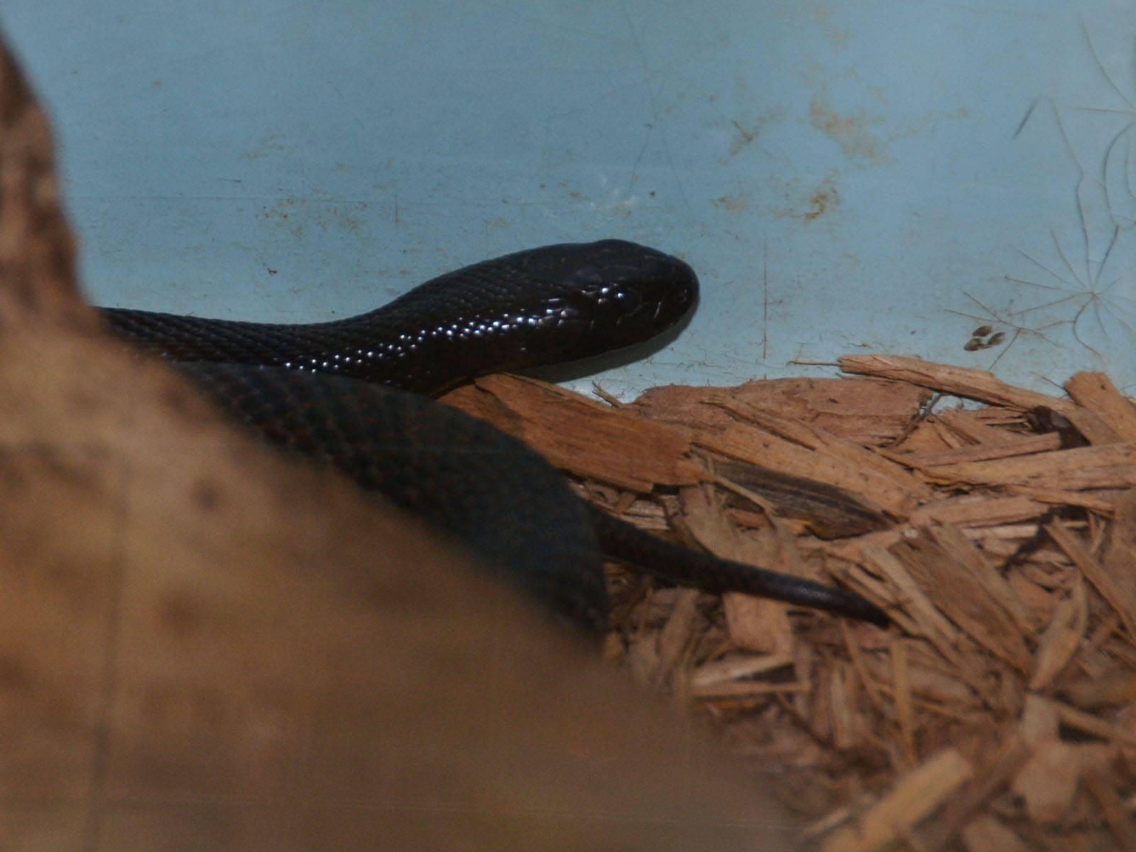 Taipan Snake With Scrap Woods Wallpaper