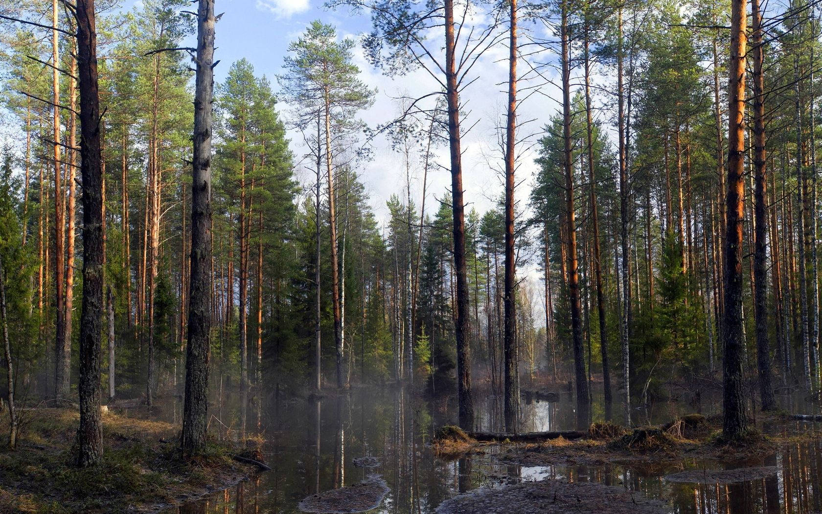 Take A Hike Through The Lush Spring Wood Wallpaper