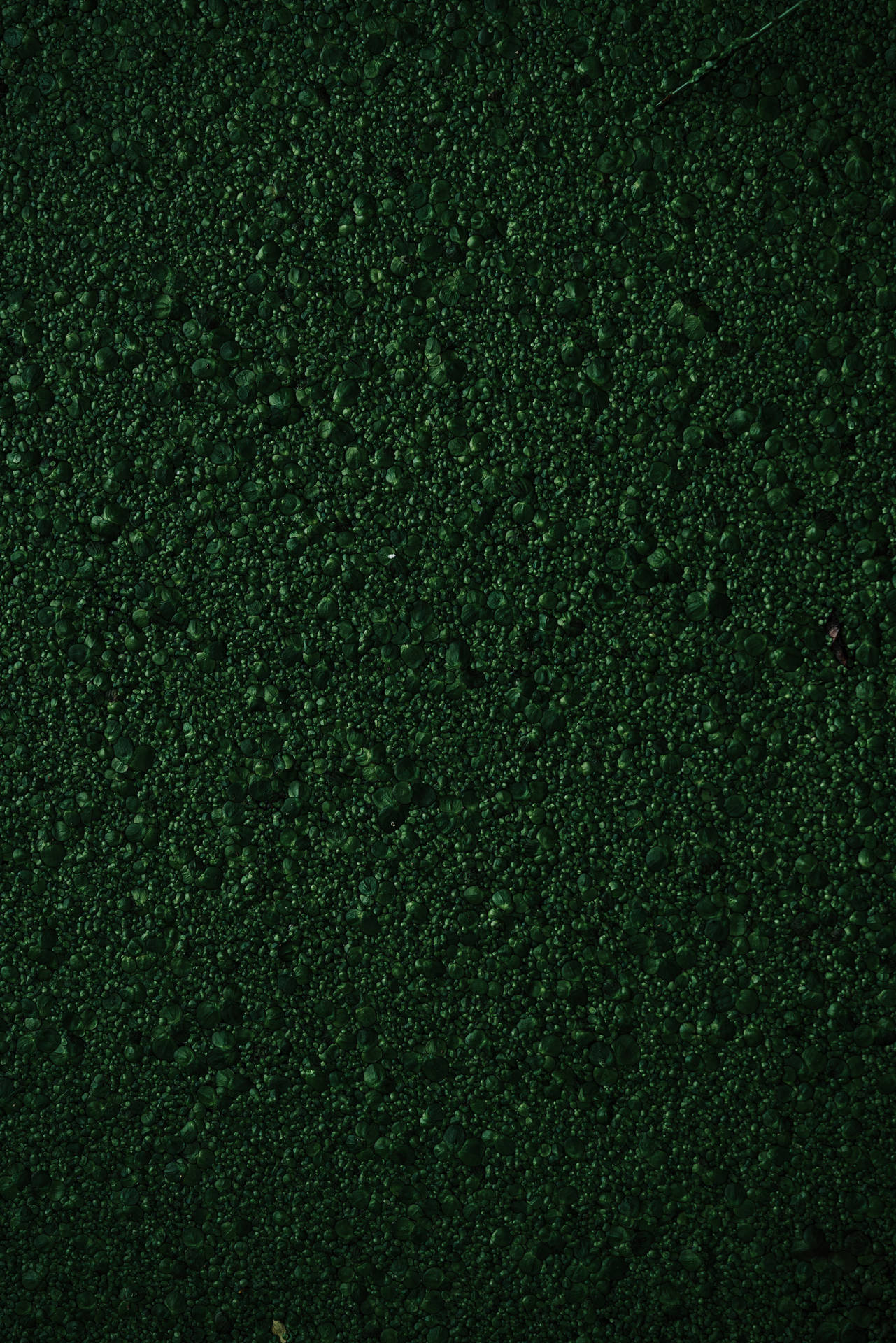 Texture Green Bumpy Moss Wallpaper