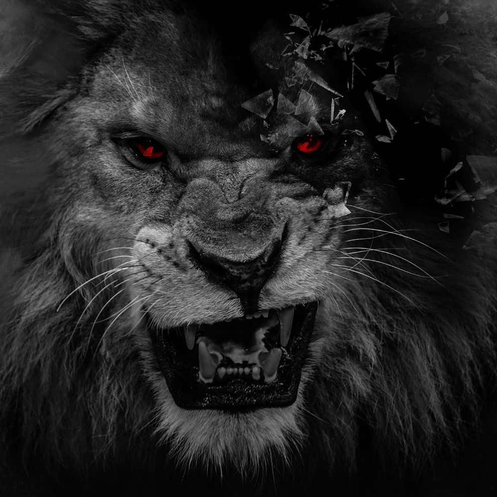 The Majestic Black Lion Wallpaper